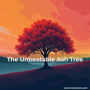 Read more about the article The Unbeatable Ash Tree